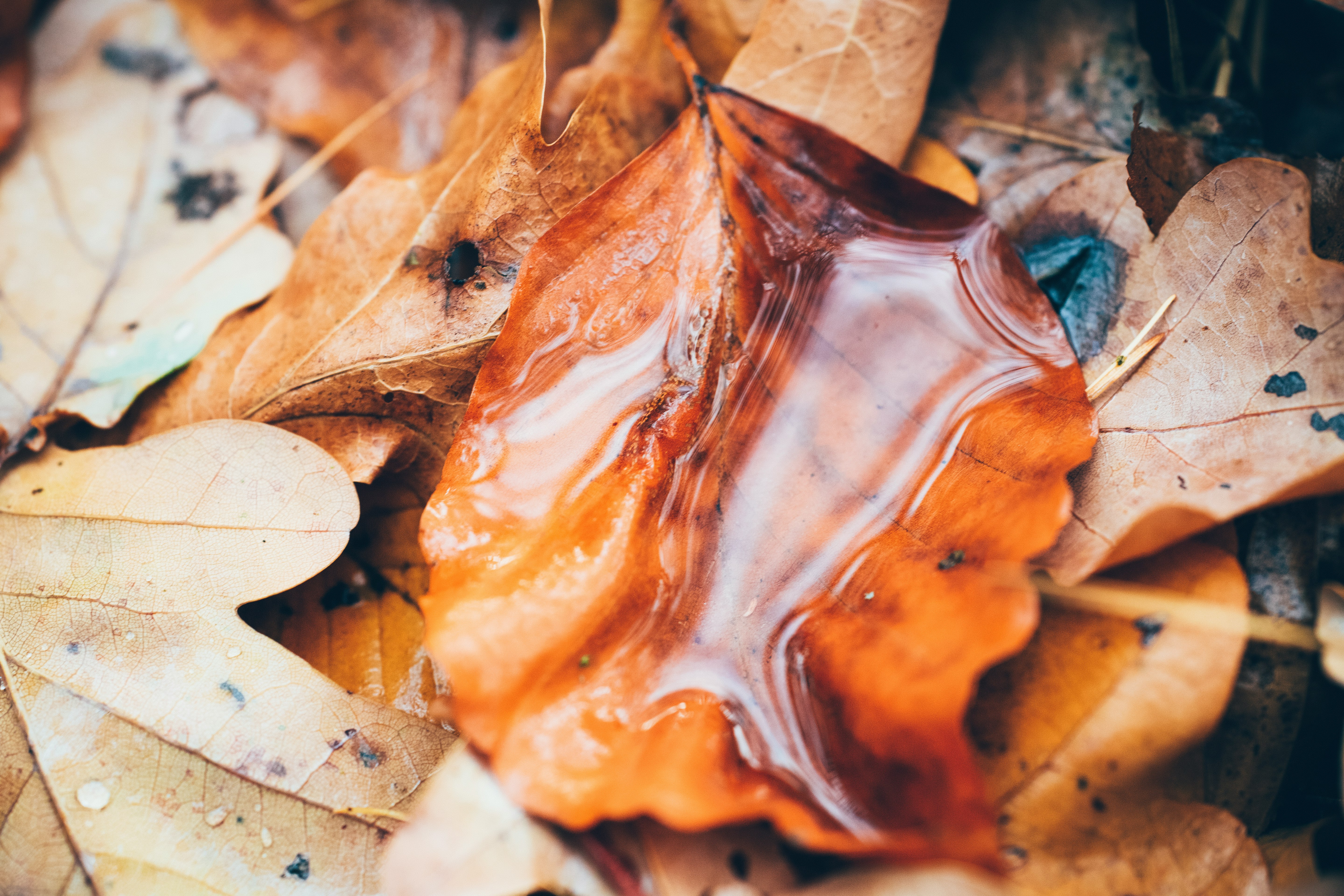 brown leaves